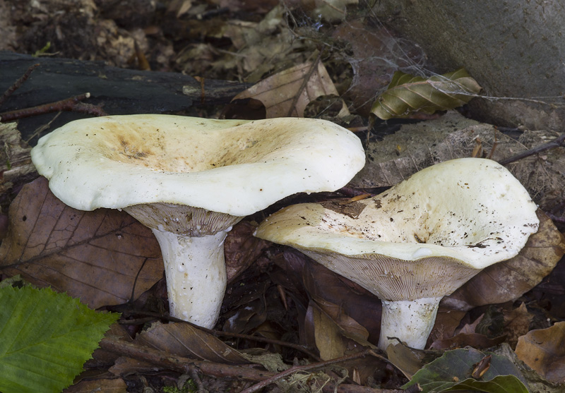 Lactarius glaucescens